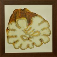 buddhas hand-40x40cm S