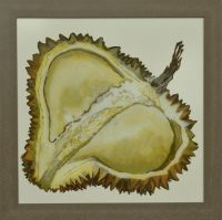 durian-40x40cm S