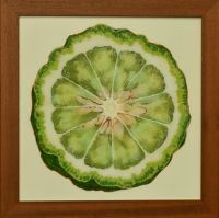 kaffirlime-40x40cm-S.jpg