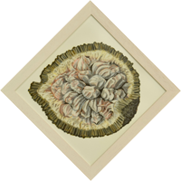 tarapfruit-S-65x65cm