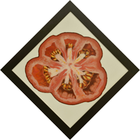 tomato-S-65x65cm.png